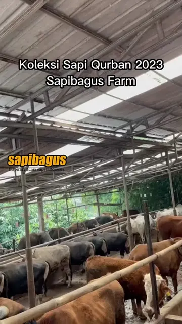 Koleksi-Sapi-Qurban-2023-Sapibagus-Farm